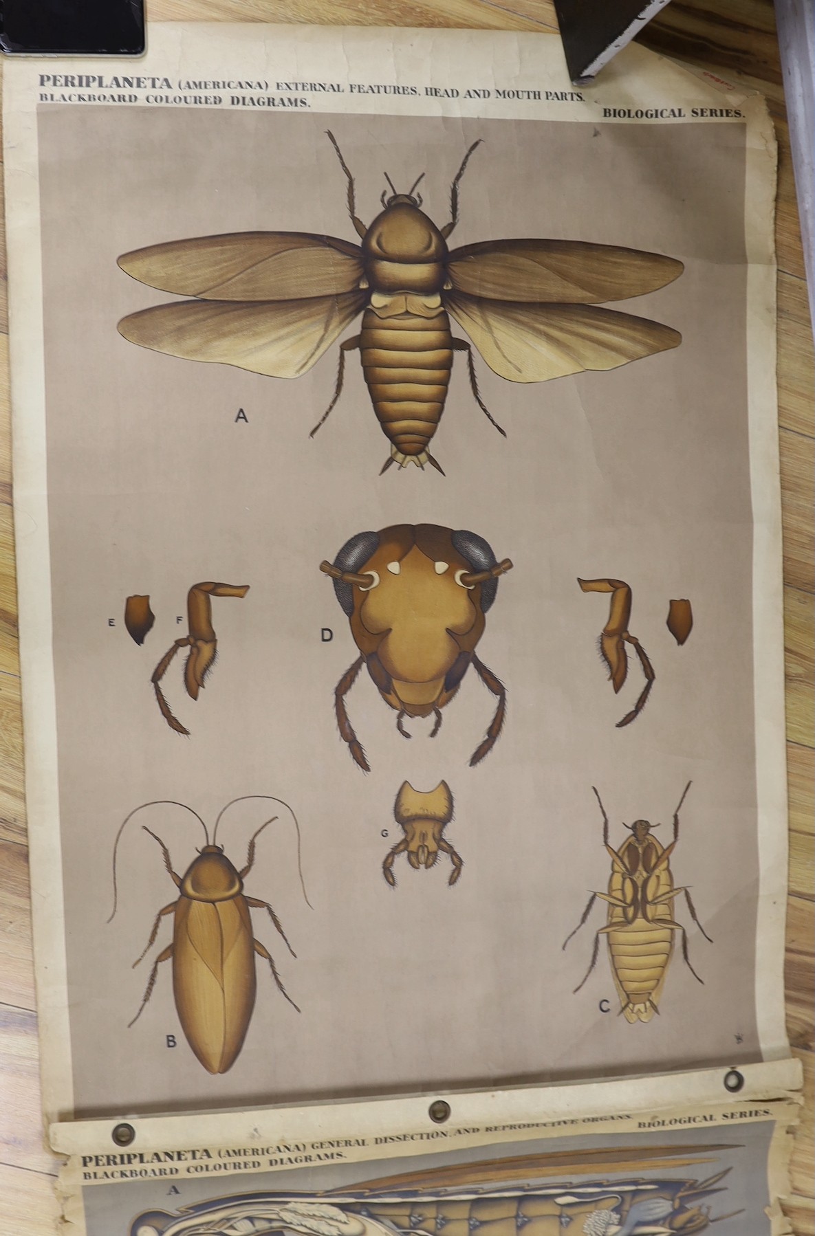 Oundle School, insect dissection wall illustration and another, similar